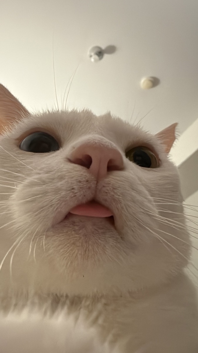 Khaokhao, a white cat, peering down at the camera tongue out